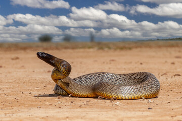 Australian Highly venomous Inland Taipan in outback Queensland habitat