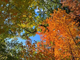 Autumn trees in the park. 