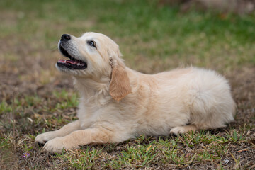 Golden Retriever puppy looking up at owner