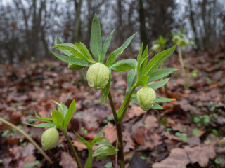 Hellebore or Helleborus, a Genus of Plant belonging to the Ranunculaceae Family just Blooming in the Forest