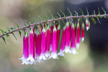Australian native Fuchsia plant in flower
