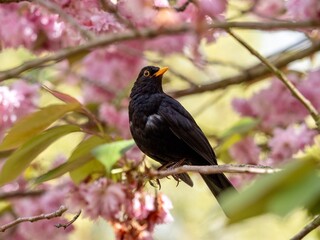 Blackbird Perched in a Tree