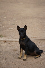 american staffordshire terrier