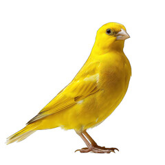 Canary Studio Shot isolated on Transparent Background, without background .PNG