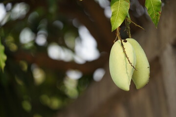 The Nam Dok Mai Mango green mango on tree Mango Nam Dok Mai is popular with water to make mango sticky rice menu.