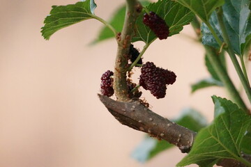 Red mulberry berry on a branch
