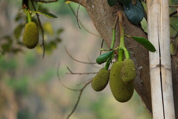unripe jackfruit tree Young jackfruit on the jackfruit tree