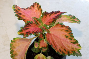 Coleus of unusual pink color stands on the windowsill in the room