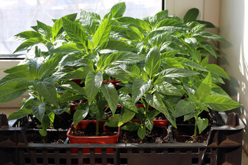 pepper seedlings in a plastic box stand on the windowsill in the bright sun