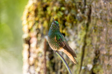 Naklejka premium Buff-tailed coronet (Boissonneaua flavescens), species of hummingbird in brilliants, tribe Heliantheini in subfamily Lesbiinae. Salento Quindio department. Wildlife and birdwatching in Colombia