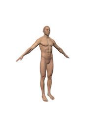 3d rendered illustration of a person