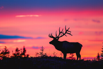 The silhouette of a majestic animal against the colorful horizon high resorution