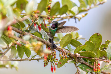 Obraz premium Tourmaline sunangel (Heliangelus exortis), species of hummingbird in the coquettes, tribe Lesbiini of subfamily Lesbiinae. Guatavita, Cundinamarca department. Wildlife and birdwatching in Colombia
