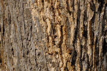 The surface of the teak bark is peeling and cracked due to sun exposure. The surface is hard and some are weathered.