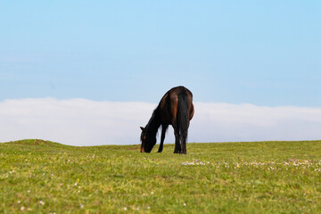 Back-turned wild horse in field. Brown horse grazing on green meadow. Animal. Landscape. Freedom.