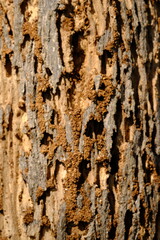 termite nests on the surface of tree trunks.