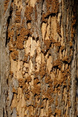 termite nests on the surface of tree trunks.