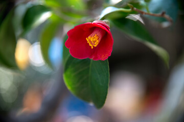 View of the camelia flower in the garden