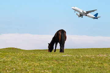 Horse grazes in the green meadow and passenger plane flies in the sky. Airplane taking off from the...