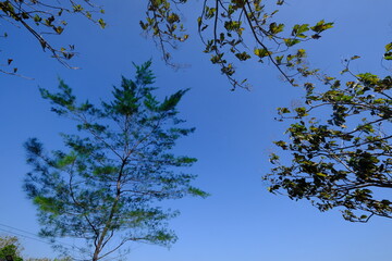 Teak is a kind of high-quality wood production. Tectona grandis. teak trees and blue sky.