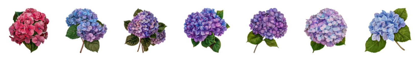 Colorful hydrangea flower stickers in full bloom cut out png on transparent background