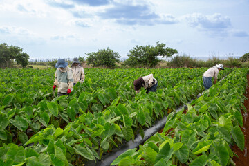 沖永良部島の農業、里芋の収穫