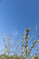 Willow branches with catkins. Fluffy catkins on willow branches against blue sky background.