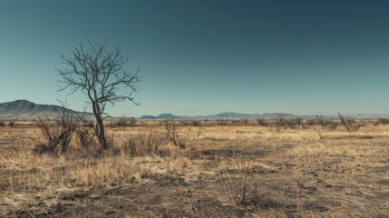 A withered, parched landscape under a cloudless sky, symbolizing the severity of drought