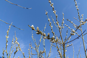 Willow branches with catkins. Fluffy catkins on willow branches against blue sky background.