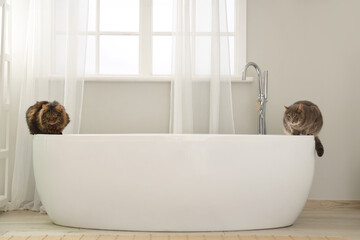Cute cats on bathtub at home