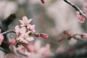 ピンク色の桜の花