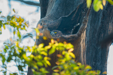 juvenile owl in tree waiting for mother 