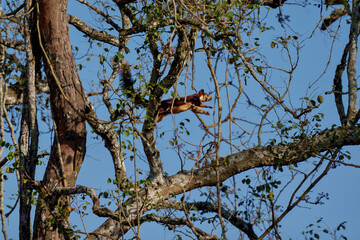 giant squirrel jumping  on tree