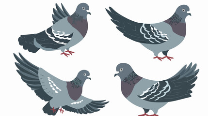 Set of Four grey feral pigeon in various poses 