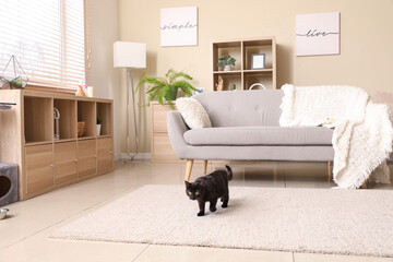 Cute black cat walking in living room