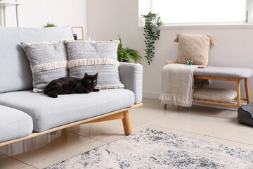 Cute black cat lying on sofa in modern living room