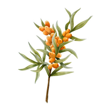 Lush sea buckthorn branch with Hippophae orange berries and green leaves watercolor illustration isolated on white for natural, organic cosmetics, herbal food and vegan friendly products