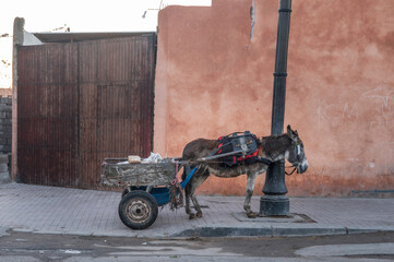 Harnessed mule, donkey. A traditional mule-drawn cart, used for moving goods around in Morocco,...