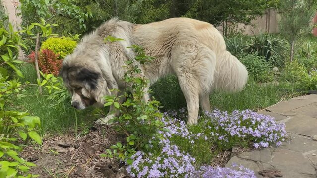 adorable white-black Adult Caucasian Shepherd dog in the buetiful private garden

