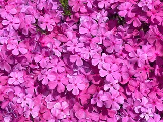 Ground Cover plants. Phlox Ruby Riot. Phlox Douglas. Creeping Phlox Groundcovers. Many pink flowers...