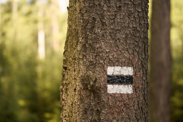 Color Trail marker on the tree. Concept of hiking outdoors. Walking in the forest on a trail. Trekking signage
