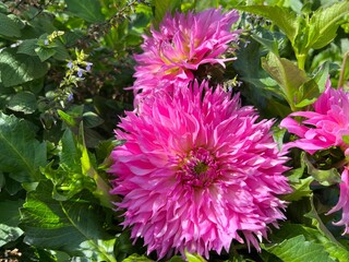 Pink dahlia flowers in the flowerbed