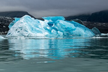 The ice floe is a sanctuary for countless species, each adapted to thrive in this harsh environment.