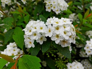 Green leaves shrub bush or tree branch salad foliage pattern background. Little white spring flower bunch & buds young leaves texture. Natural leaves bright green pattern in spring garden wall paper