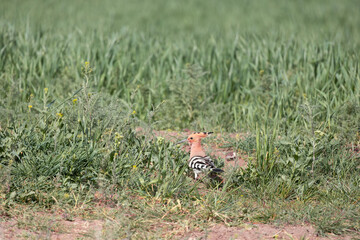 Upupa epops bird