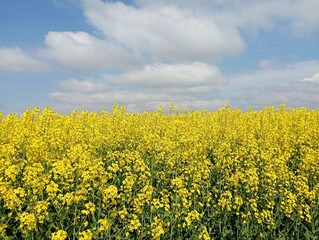 Obraz premium The landscape is the color of the Ukrainian flag. A field of blooming yellow rapeseed under a bright blue sky. Ukrainian symbolism in the colors of nature. beautiful agricultural landscape.