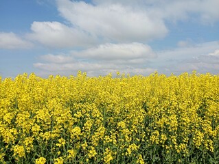 The landscape is the color of the Ukrainian flag. A field of blooming yellow rapeseed under a...