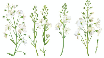 Shepherds purse flowers or inflorescences isolated 