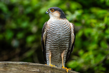 Sparrowhawk (Accipiter nisus) a small bird of prey which is a predatory raptor which hunts in both...