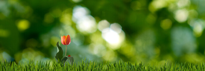 image of a red tulip in the grass on a green blurred background.